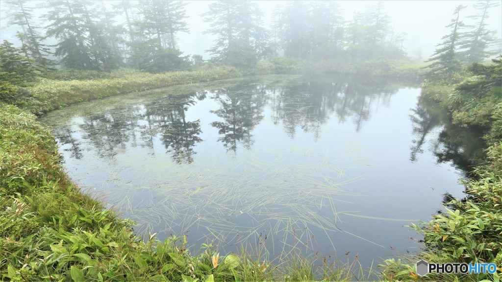 foggy swamp