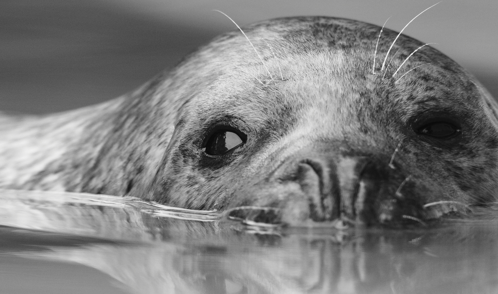 harbor seal