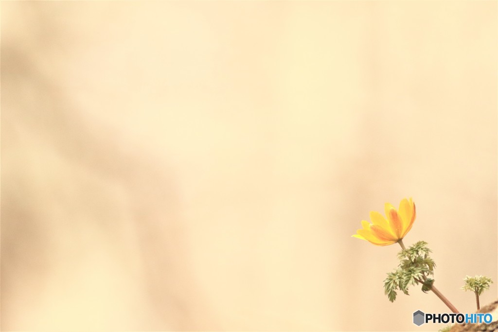ｕｎｅ　ｆｌｅｕｒ