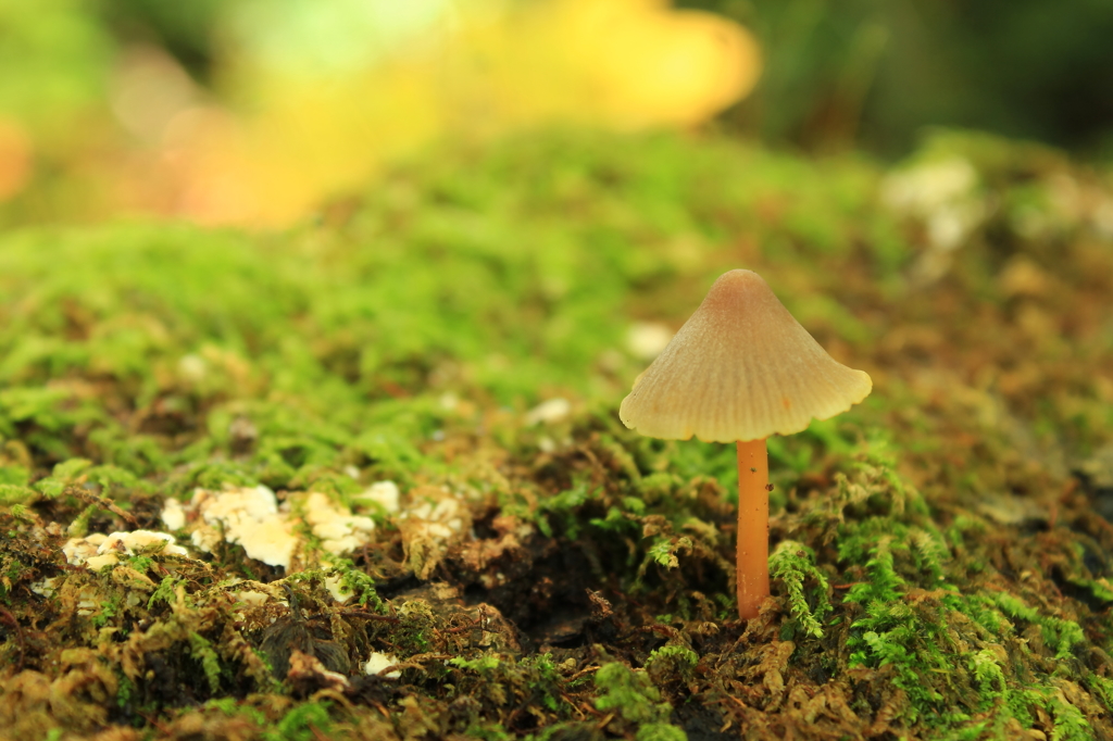 mushroom