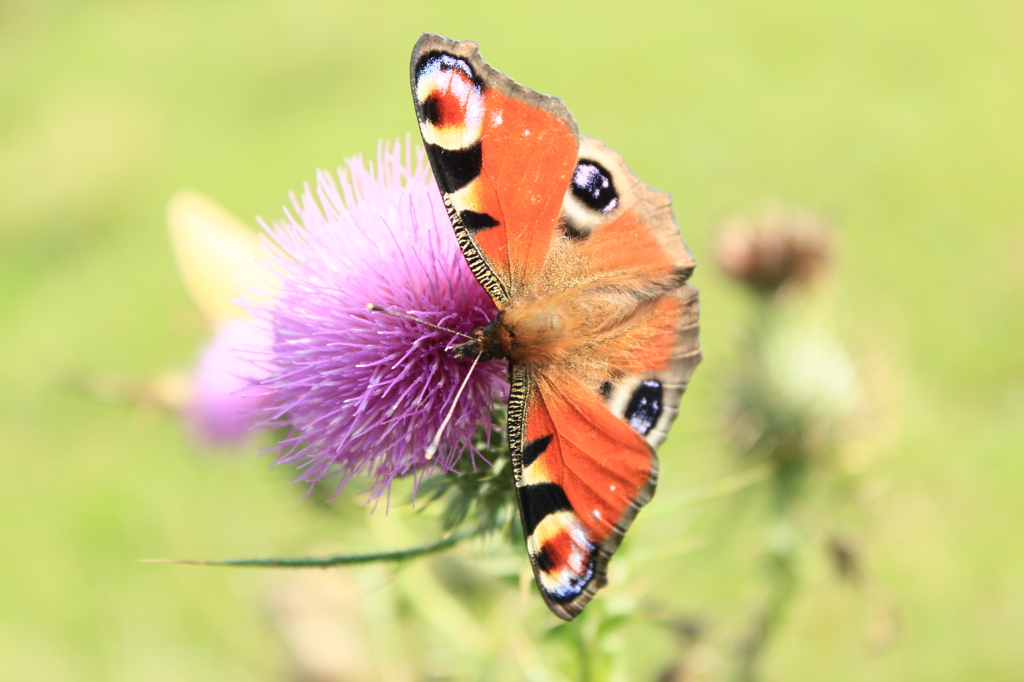 butterfly