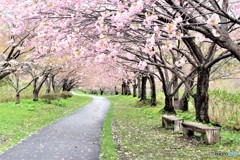 桜並木路（再編集）