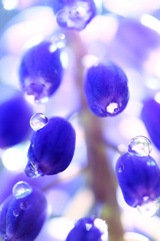 bleu goutte