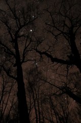 trees and stars