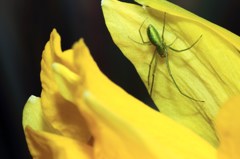 green spider ~reprise~