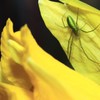green spider ~reprise~