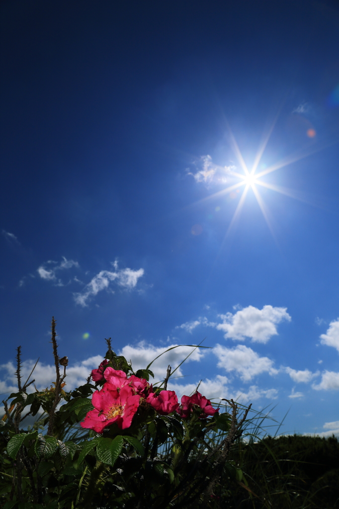 夏空の下