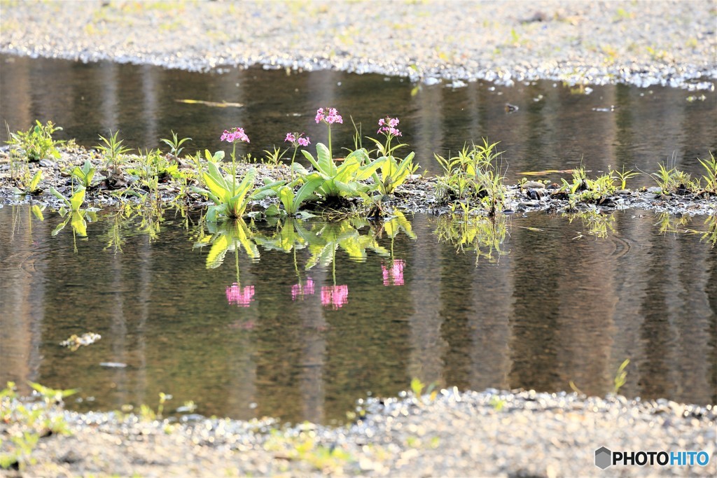 ｓｍａｌｌ　ｐｉｎｋ