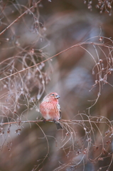 red bird