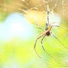 big spider