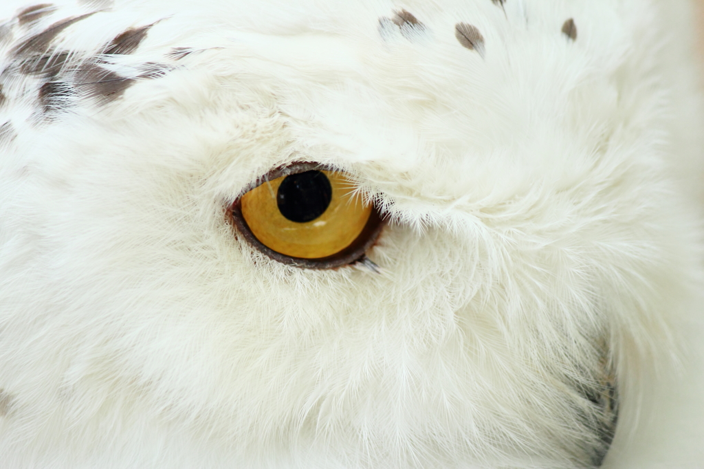 eye