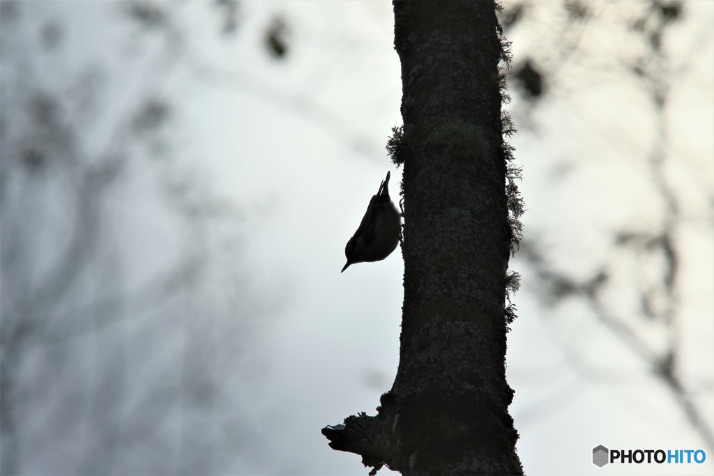 ｂｉｒｄ　ｗａｌｋ