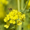 Honeybee