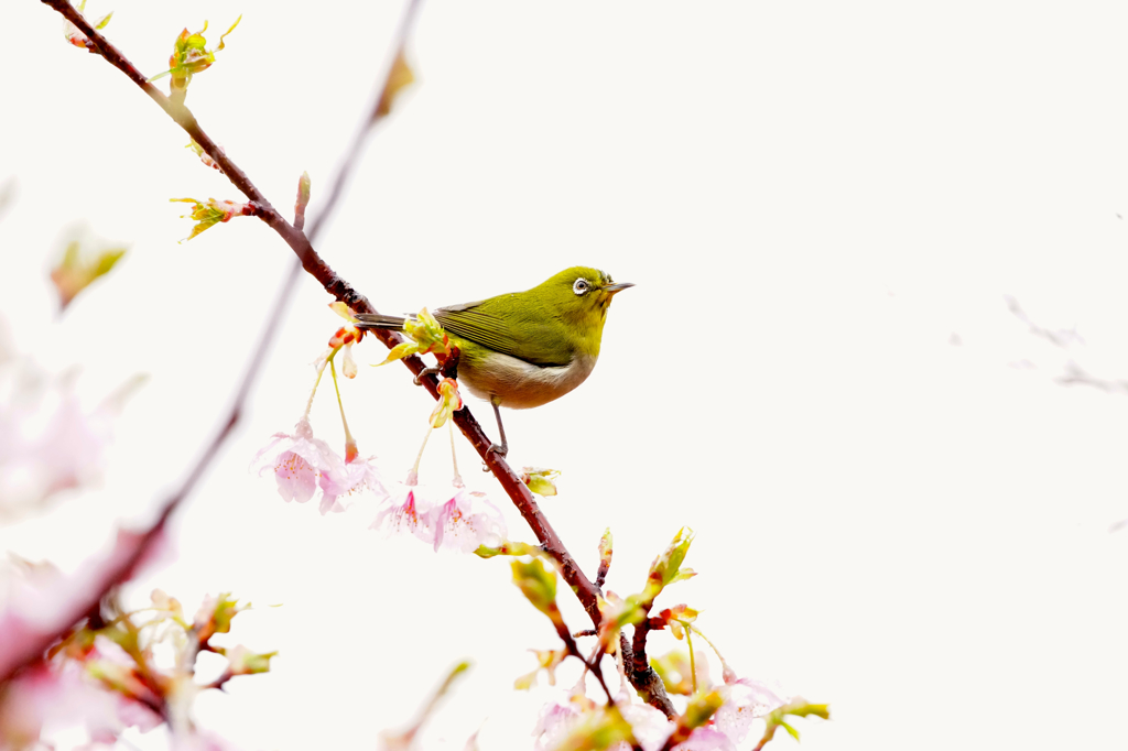 河津メジロ