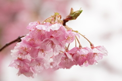 雨の河津桜