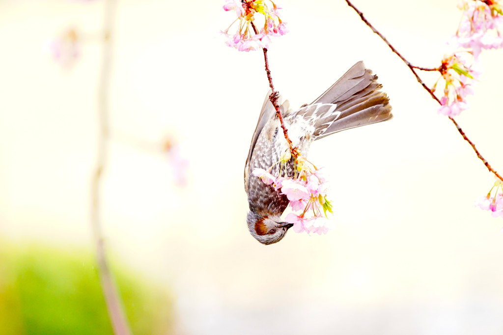河津桜とヒヨドリ　その２