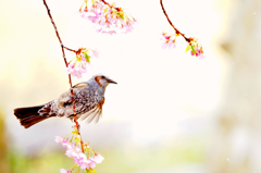 河津桜とヒヨドリ