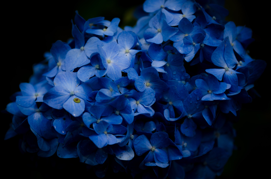 水の色に染まる花