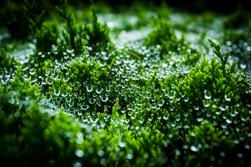 水玉の森（鳳来寺山番外編２）