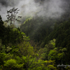 霧雨の風景