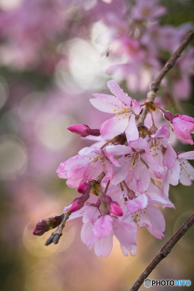 桃色の花2