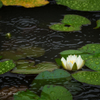 雨に咲く花２