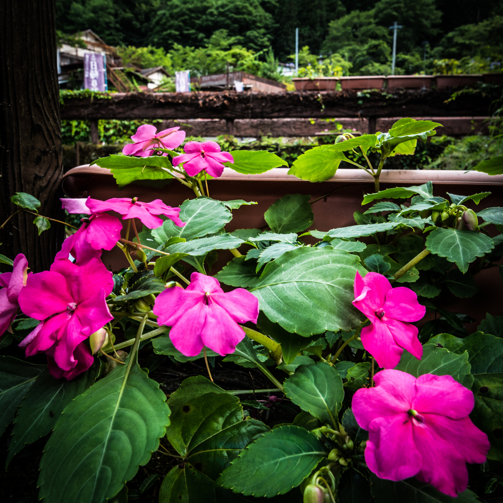 橋のたもとに咲いていた花