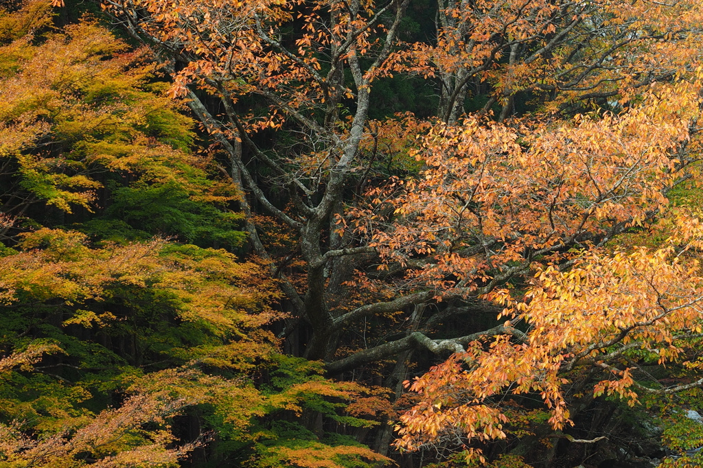 秋の衣を纏う The Tree