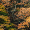 秋の衣を纏う The Tree