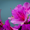 雨上がりの花びら