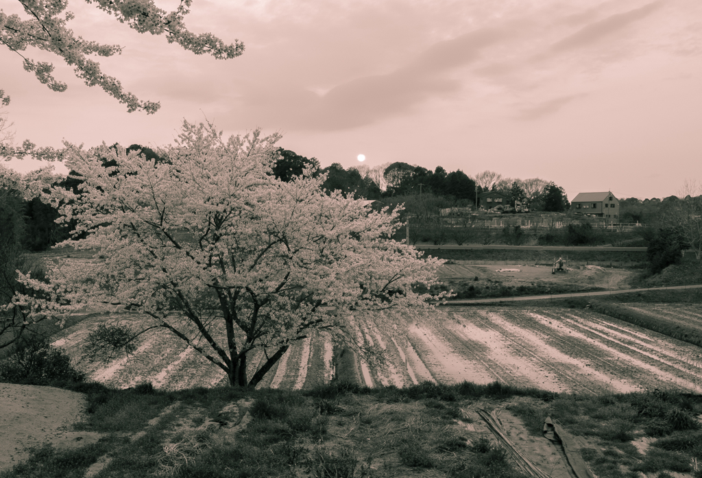 桜は桜