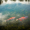 池の鯉
