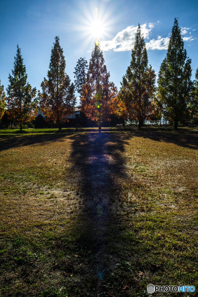 Autumn Tree