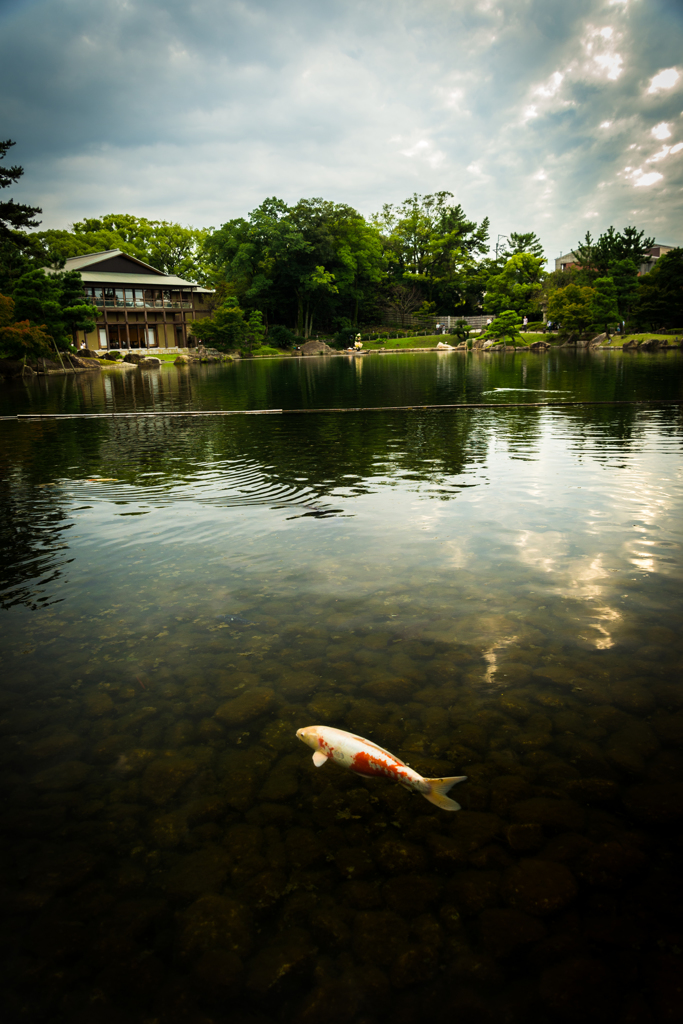 池の鯉３