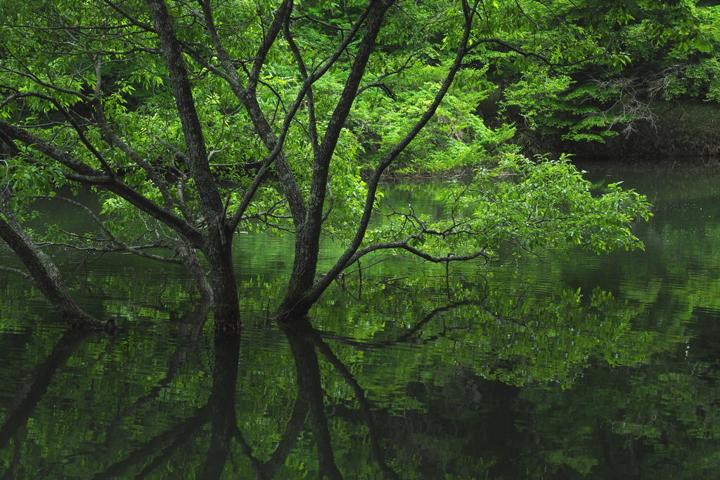 水面の中