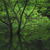 水面の中