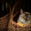 眠れる籠の猫