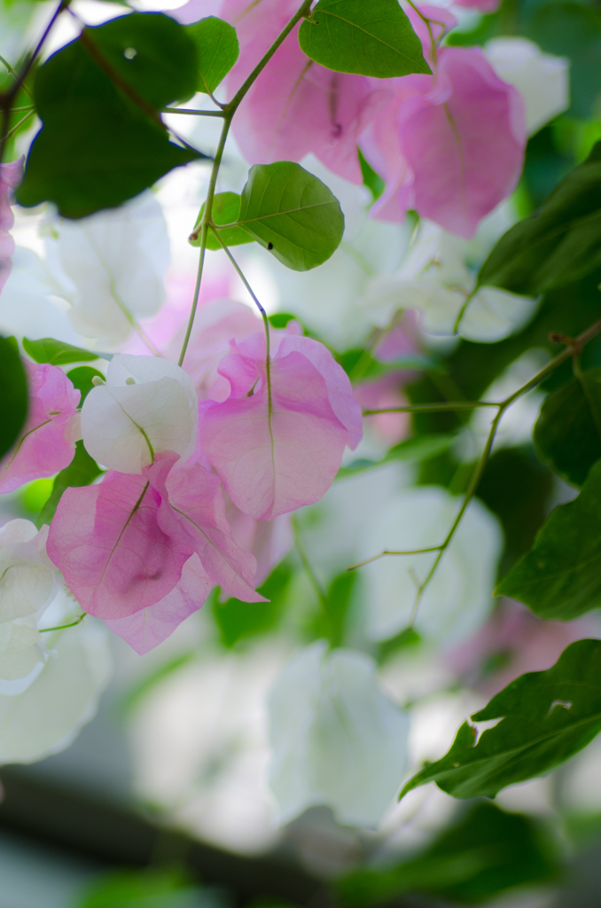 お嬢様的な花