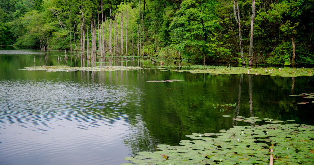 名もなき池の風景