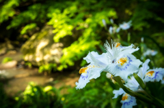 水辺に花