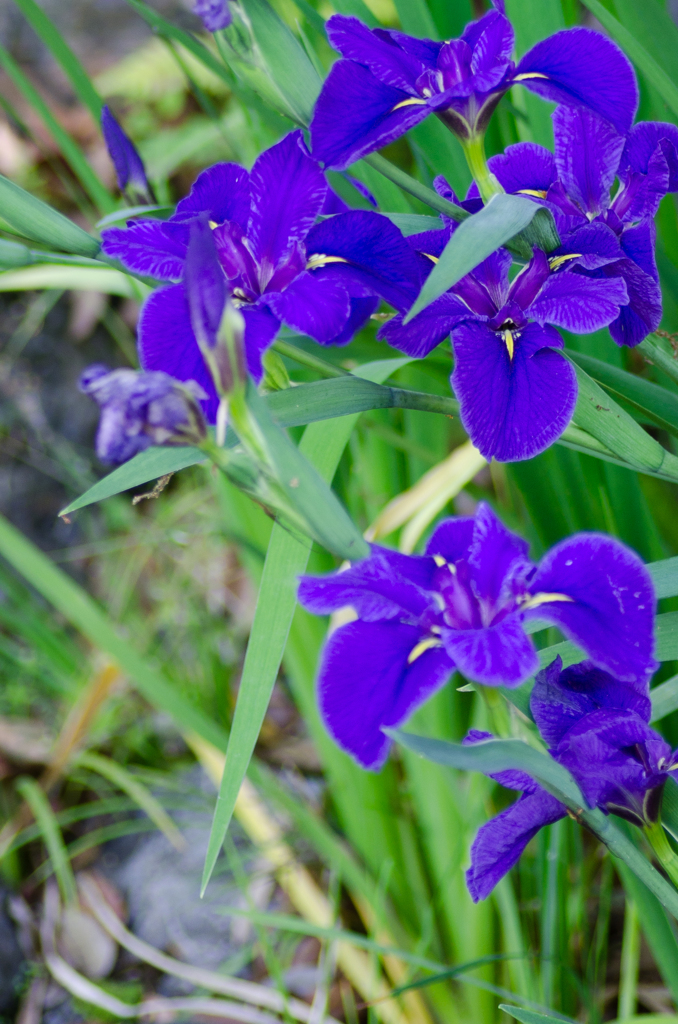 紫の花２