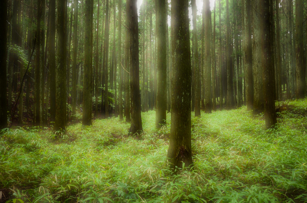 雨上がりの森