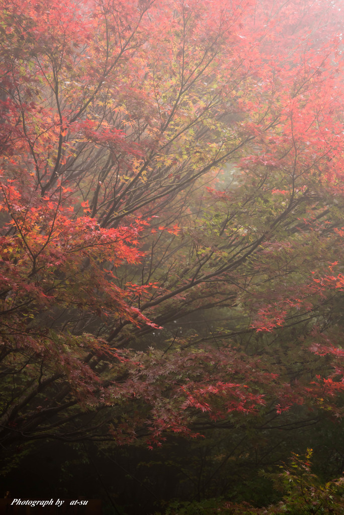霧にかすむ紅葉