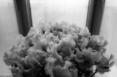 窓辺の冬花