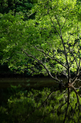 Green light tree