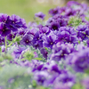 紫の花