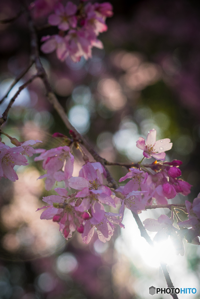 桃色の花１