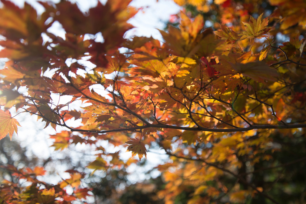 朝日と紅葉