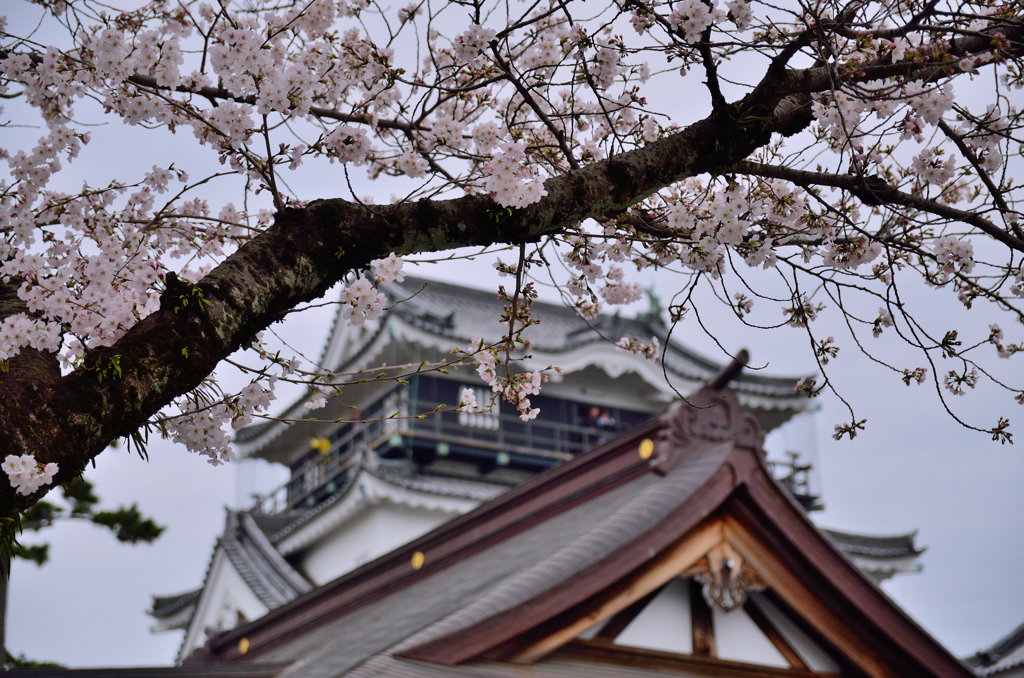 お城と言ったら桜でしょう