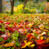 紅葉の絨毯